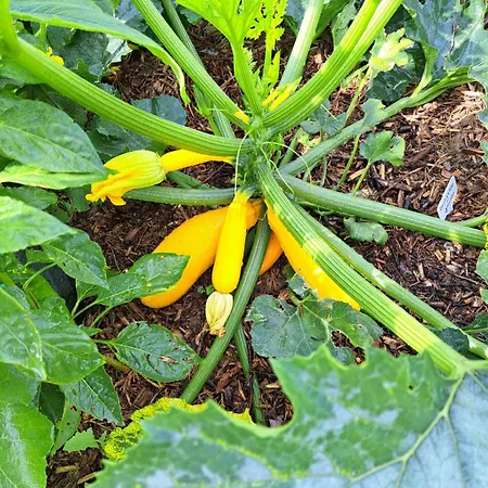 A La Source Tatil Evi *