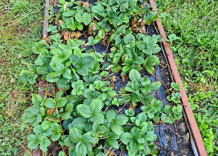 A La Source * Saint-Medard-de-Guizieres